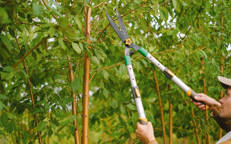 Tree trimming in Cusseta, GA